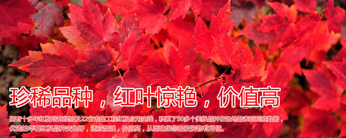 變色驚艷、品種稀缺、價(jià)值高