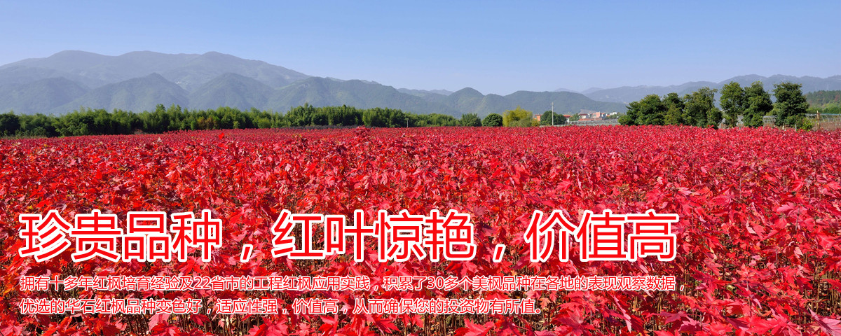 變色驚艷、品種稀缺、價(jià)值高