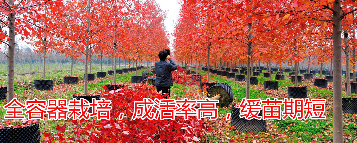 全程容器栽培，成活率高，緩苗期短