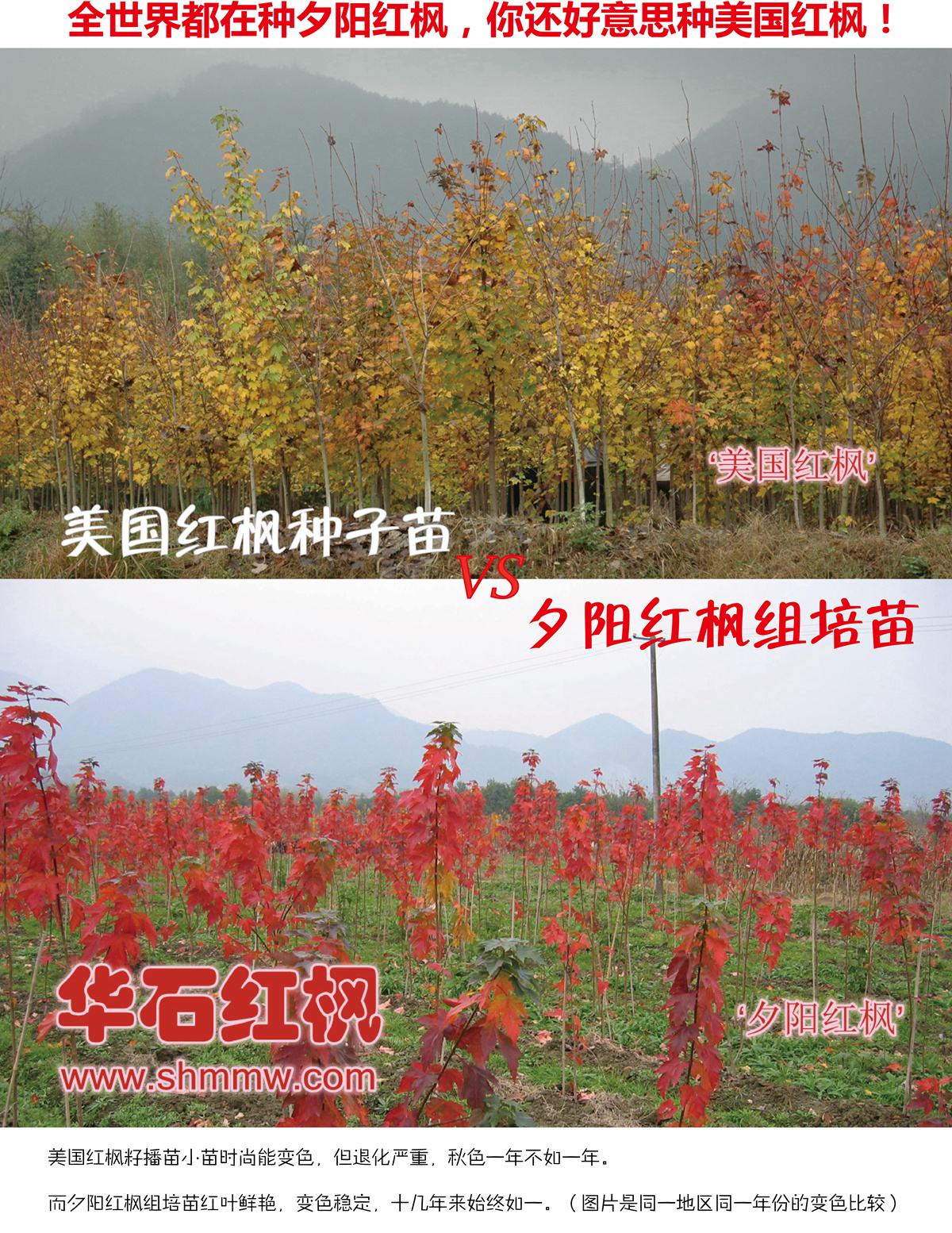 全世界都在種夕陽(yáng)紅楓，你還好意思種美國(guó)紅楓！