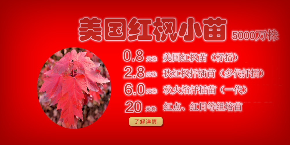 夕陽紅、十月光輝、紅點紅楓、美國紅楓小苗質(zhì)佳價平回饋廣大客戶，接受2017-2018季苗預(yù)定！