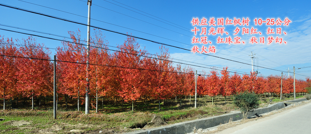 美國紅楓,紅點紅楓