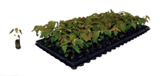 Small(144 plants/flat)